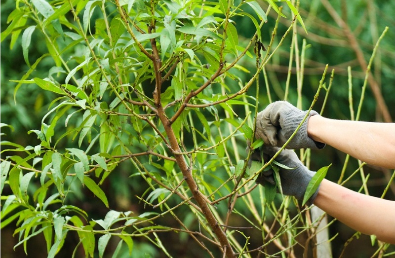 Nên chọn lá đào tươi, không chứa hóa chất để tắm cho bé