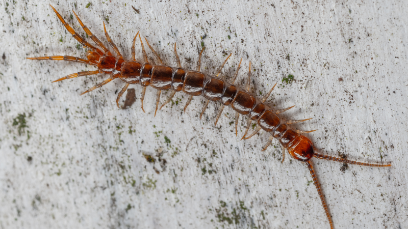 Tác động của vết rết cắn không giống nhau ở mỗi trường hợp