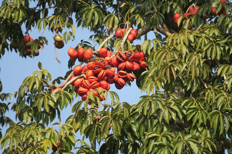 Hình ảnh trái mủ trôm chín tách múi, để lộ phần ruột đỏ và hạt đen bên trong