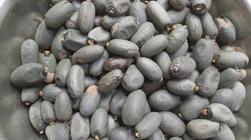 Hạt mủ trôm sau khi tách khỏi quả, có thể dùng làm thực phẩm sau chế biến