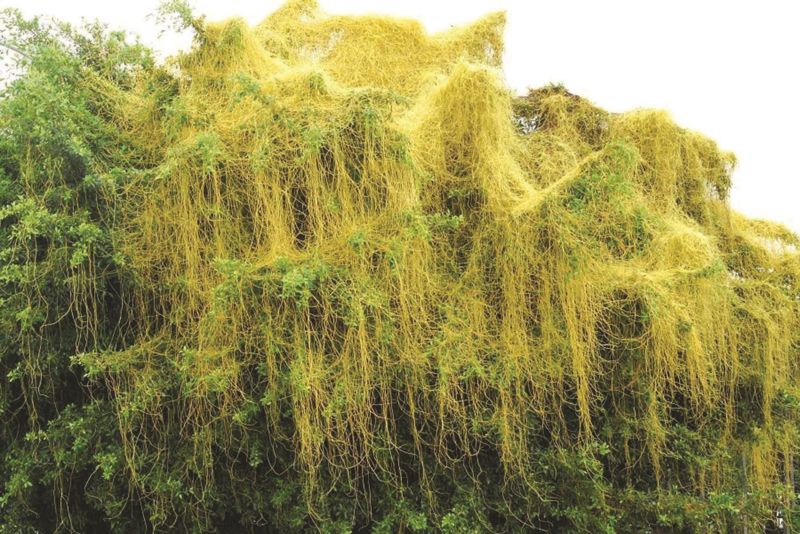 Dây tơ hồng vàng