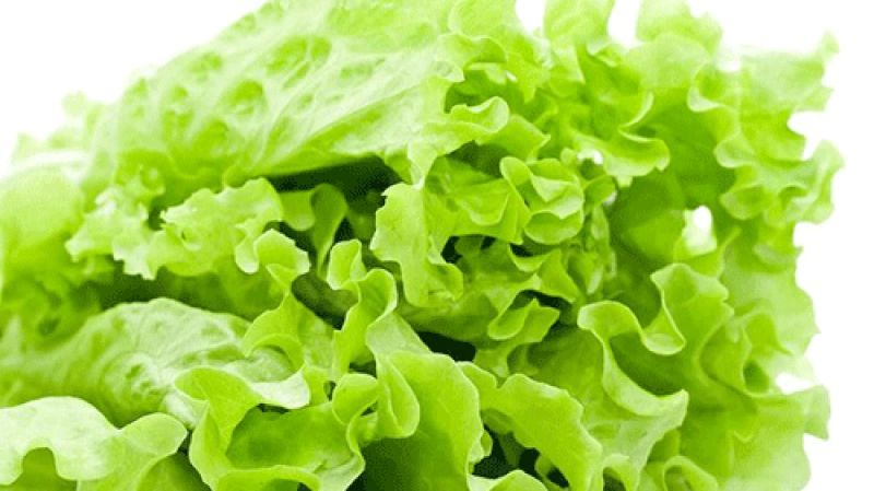 Rau diếp xoăn mép lá xoăn hoặc có răng cưa nhẹ