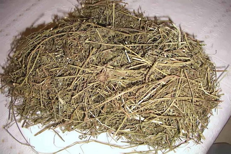 Không sử dụng cây chó đẻ thay thế thuốc điều trị từ bác sĩ chuyên khoa