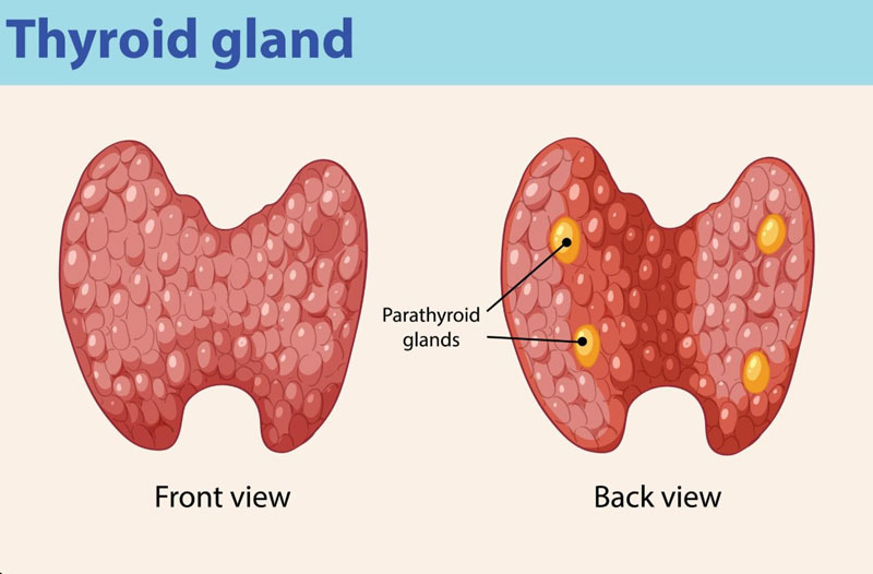 U xơ tuyến giáp là tình trạng xuất hiện khối tăng sinh bất thường trong nhu mô tuyến giáp
