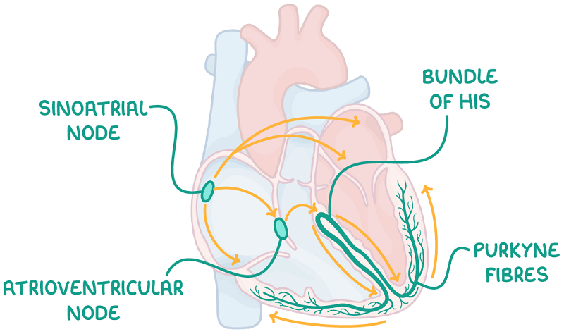 Hình ảnh giải phẫu tim người và vị trí nút xoang (sinoatrial node)