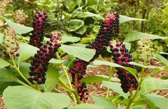 Cây thương lục có quả mọng, khi chín quả màu tím đen