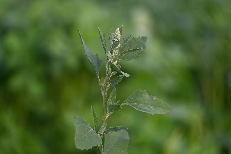 Rau muối chứa nhiều vitamin và khoáng chất có lợi cho sức khỏe tổng thể.