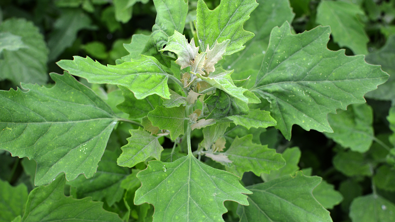 Rau muối là loại rau mọc hoang, được sử dụng làm thực phẩm và dược liệu trong đời sống hàng ngày.