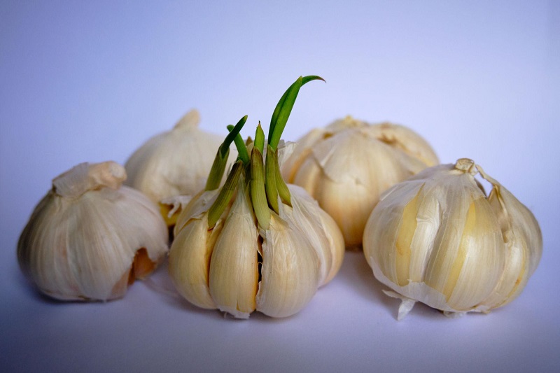 Mầm tỏi phát triển sử dụng dinh dưỡng dự trữ trong tép tỏi