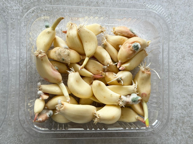 Tỏi bị mốc xuất hiện đốm đen hoặc xanh không nên sử dụng