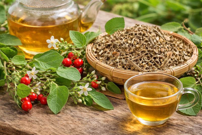 Hoạt chất glycoalkaloid trong cà gai leo tốt cho sức khỏe gan