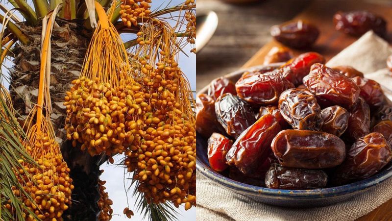 Chà là được phân bố nhiều ở khu vực Trung Đông và Bắc Phi