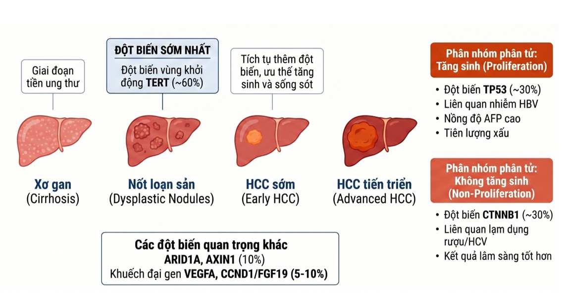 Cơ chế sinh bệnh và phân tử của HCC