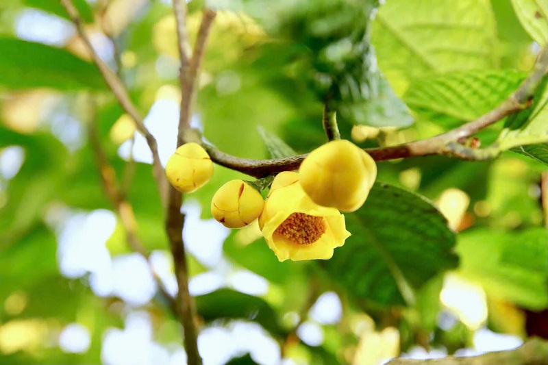 Trà hoa vàng là dược liệu chứa nhiều chất chống oxy hóa có lợi cho sức khỏe. 