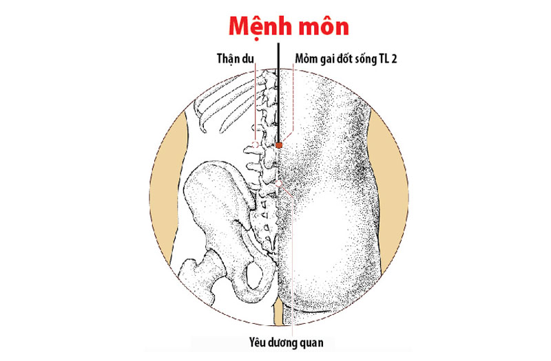 Huyệt Mệnh môn nằm ở chính giữa sau lưng đối diện với rốn 