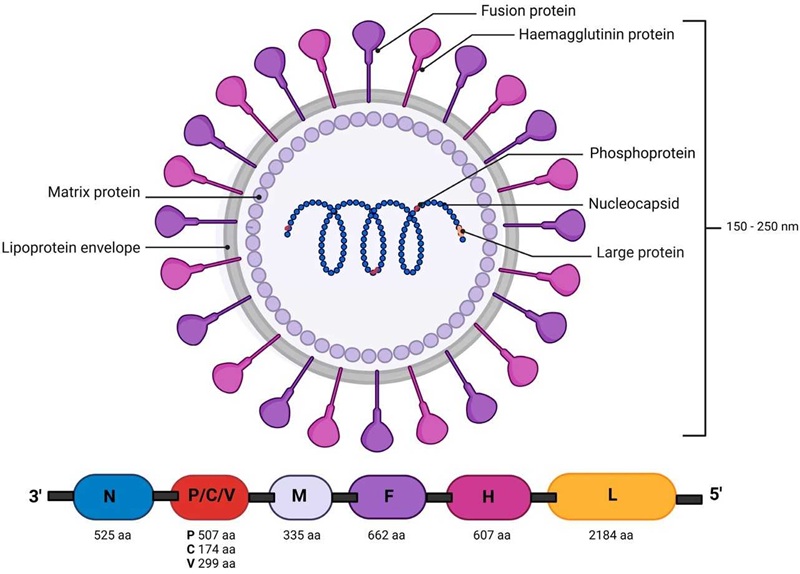 Canine Distemper Virus gây nên bệnh care ở chó