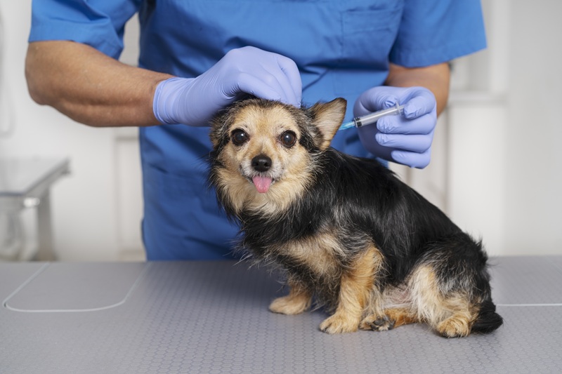 Chó nên được tiêm vắc xin để phòng ngừa bệnh care