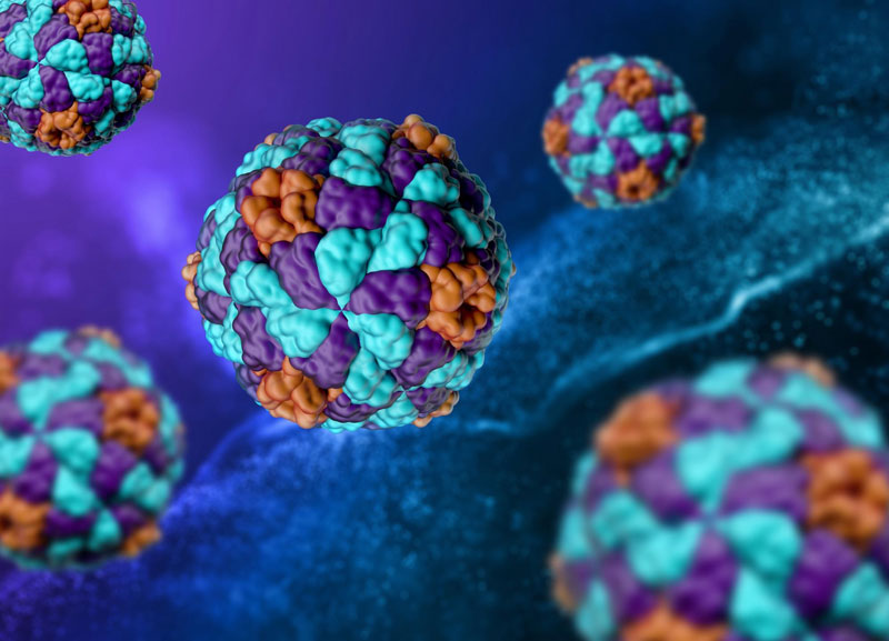 Bệnh viêm gan A do virus HAV gây nên