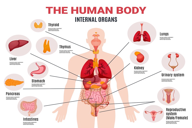 Hình ảnh mô tả lục phủ ngũ tạng