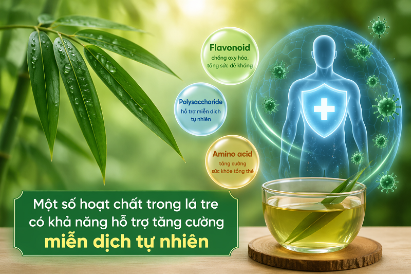 Một số hoạt chất trong lá tre có khả năng hỗ trợ tăng cường miễn dịch tự nhiên 