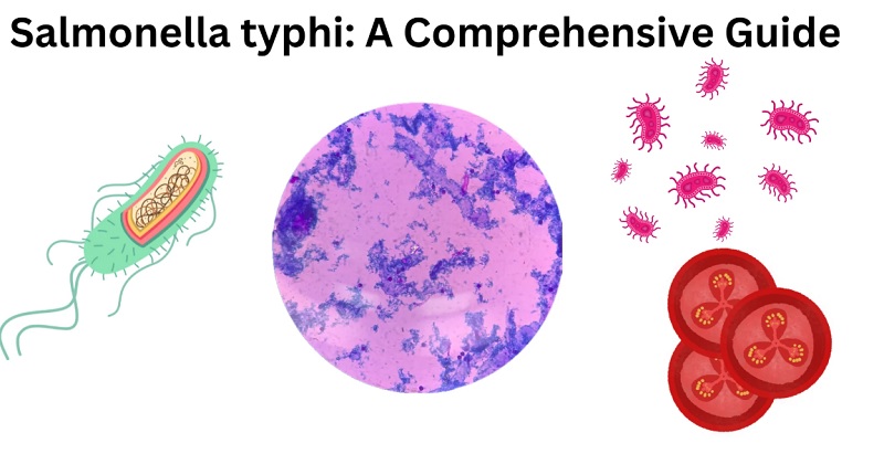 Vi khuẩn Salmonella typhi