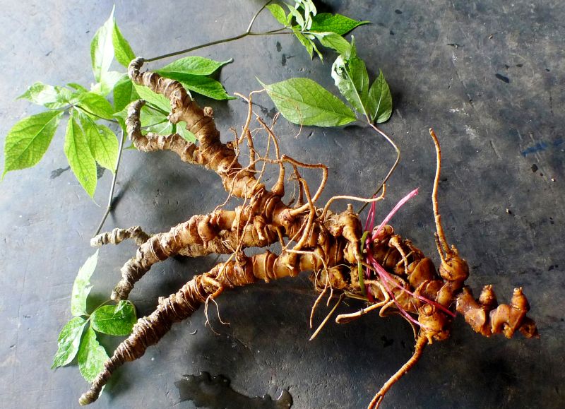 Củ sâm Ngọc Linh từ 5 - 6 năm tuổi trở lên, có nhiều đốt sâm (mỗi đốt tương ứng với một năm tuổi) có giá trị dinh dưỡng cao