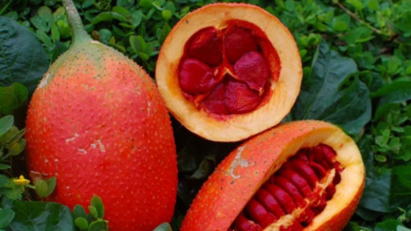 Bạn nên chọn quả gấc chín già, đỏ đậm sẽ nhiều dưỡng chất