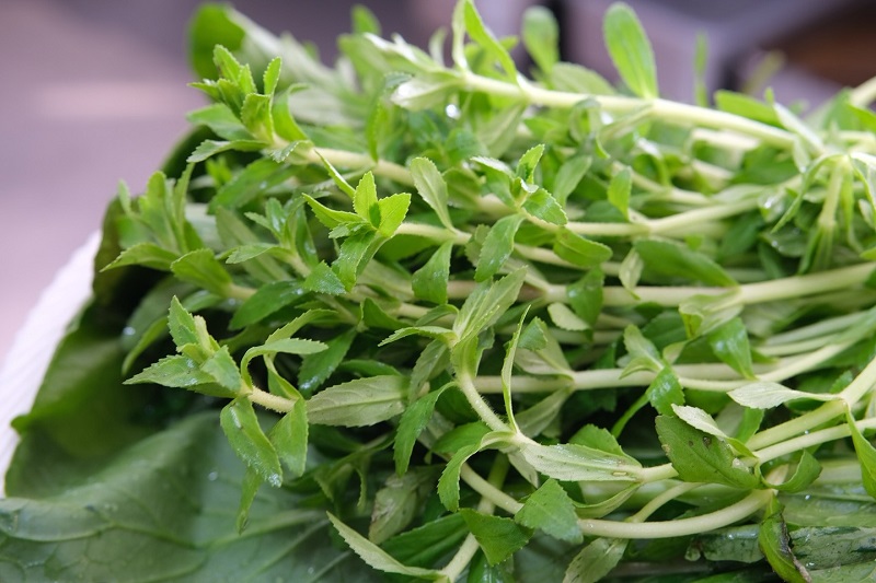  Hình ảnh rau ngò om, dễ bị nhầm lẫn với cây rau ngổ trâu nếu không quan sát kỹ. 