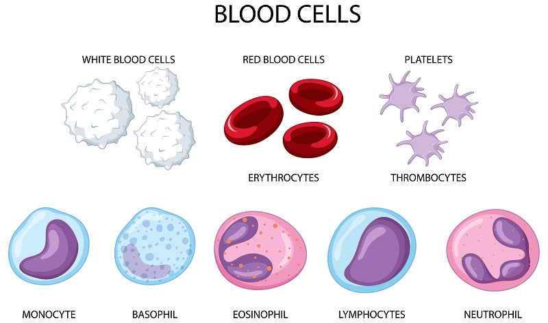 Baso (Basophil) là một trong các loại tế bào bạch cầu có trong máu