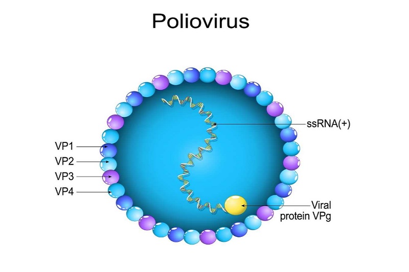Hình ảnh virus Polio gây bệnh bại liệt