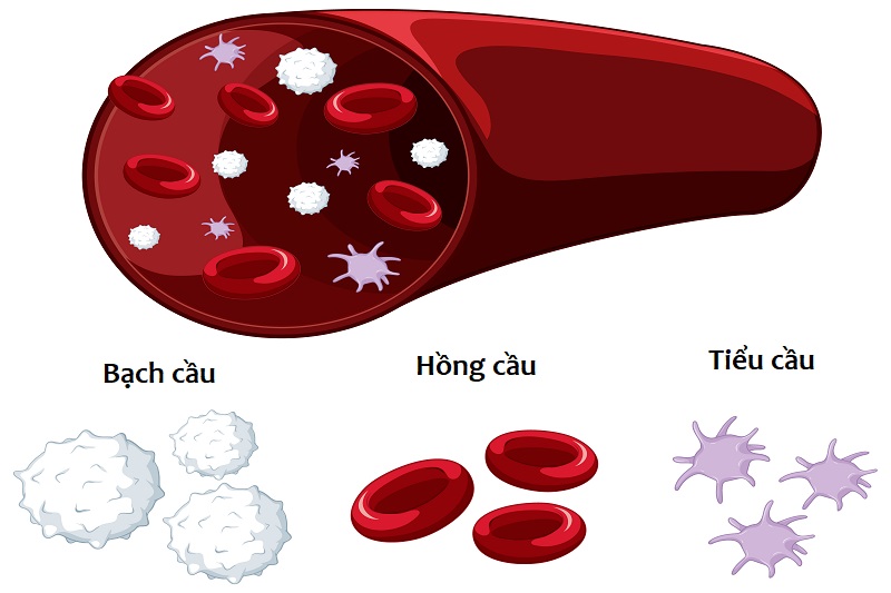 Chỉ số P-LCR trong xét nghiệm máu phản ánh tỷ lệ tiểu cầu có kích thước lớn trong tổng tiểu cầu máu