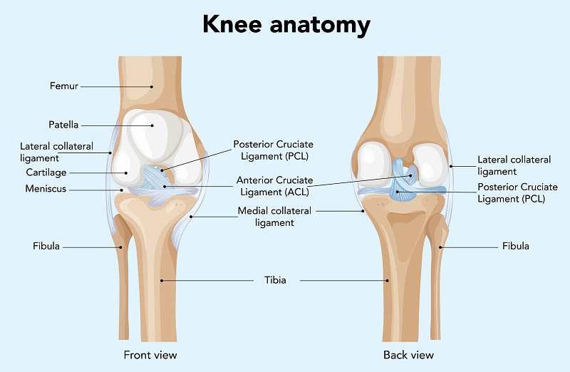 Cấu trúc của khớp gối