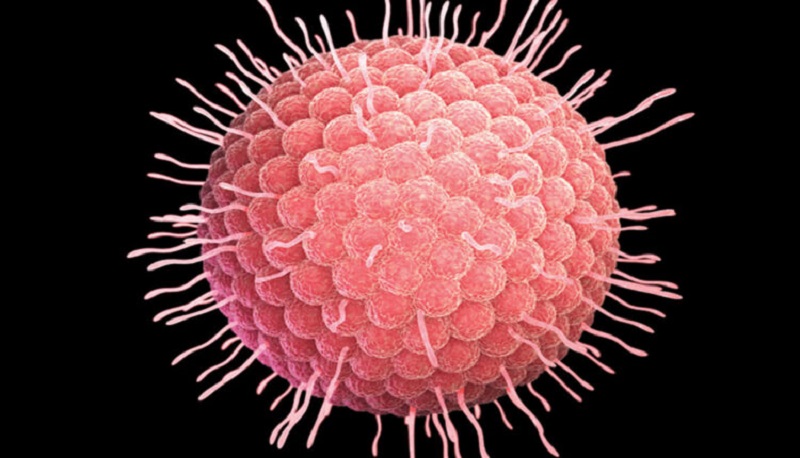 Varicella Zoster virus gây bệnh thủy đậu