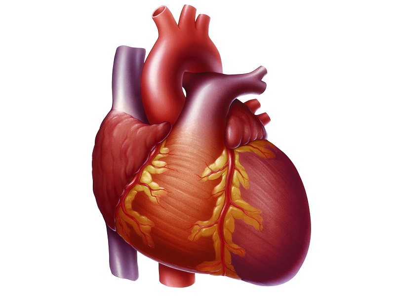 Triệu chứng của bệnh thiếu máu cơ tim?
