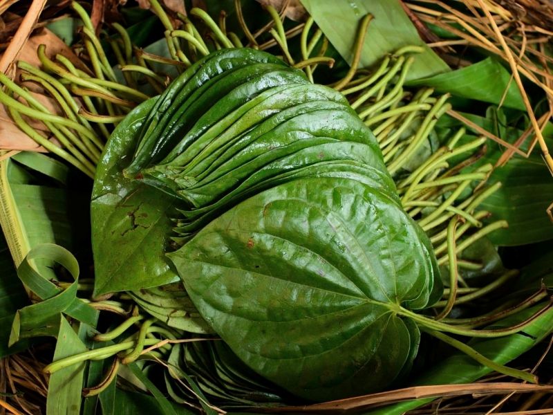 Bài thuốc dân gian chữa hôi miệng từ lá trầu không rất hiệu quả