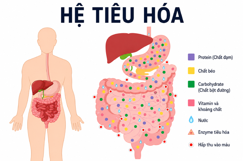  Hệ tiêu hóa đóng vai trò tiếp nhận, chuyển hóa và đưa các chất dinh dưỡng cần thiết để nuôi dưỡng và duy trì hoạt động của cơ thể.