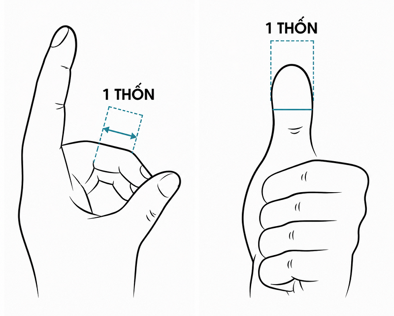 “Thốn” là đơn vị đo tương đối theo cơ thể mỗi người nên vị trí huyệt có thể thay đổi nhẹ tùy thể trạng.