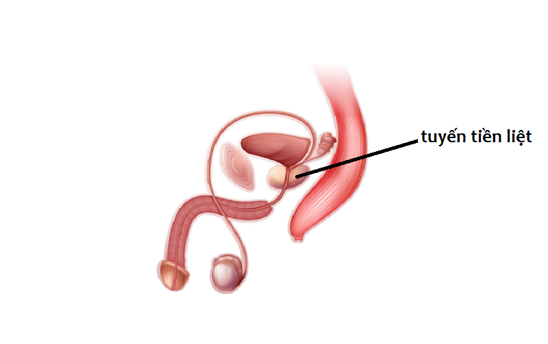 Vị trí của tuyến tiền liệt trong hệ thống cơ quan sinh dục nam