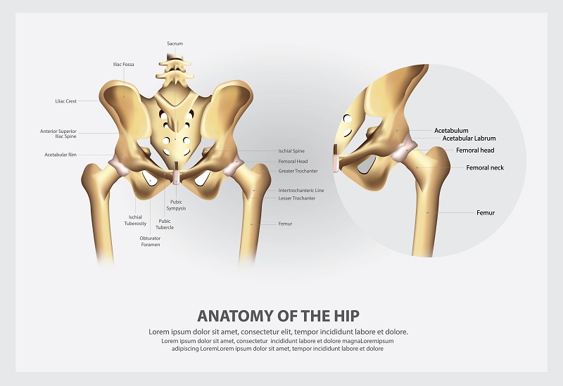 Hình ảnh giúp hình dung cơ bản về giải phẫu xương chậu