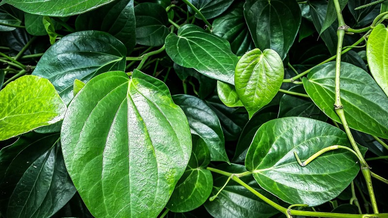 Lá trầu không là một trong các nguyên liệu trong bài thuốc dân gian chữa u mỡ