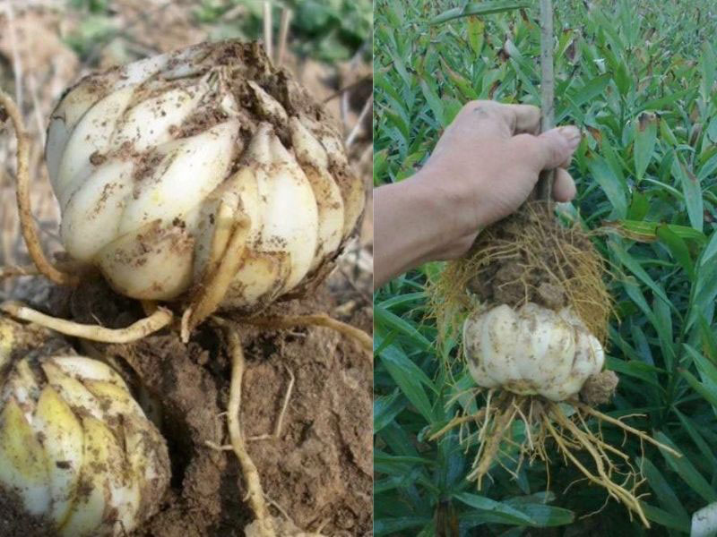 Nhiều người thắc mắc bách hợp là gì khi được hỏi về loại dược liệu này