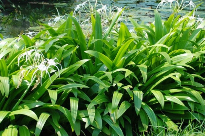 Cây đại tướng quân