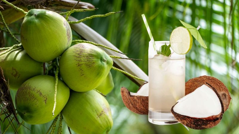 Nước dừa tươi bù điện giải giúp phục hồi cơ thể nhanh chóng khi bị đau đầu