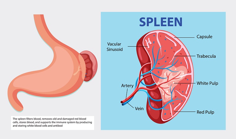 Đánh giá, phân độ lách to giúp bác sĩ có hướng điều trị phù hợp, ngăn chặn kịp thời nguy cơ biến chứng