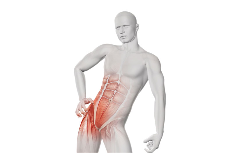Vị trí giải phẫu đặc trưng của phức hợp cơ thắt lưng chậu trong hệ vận động