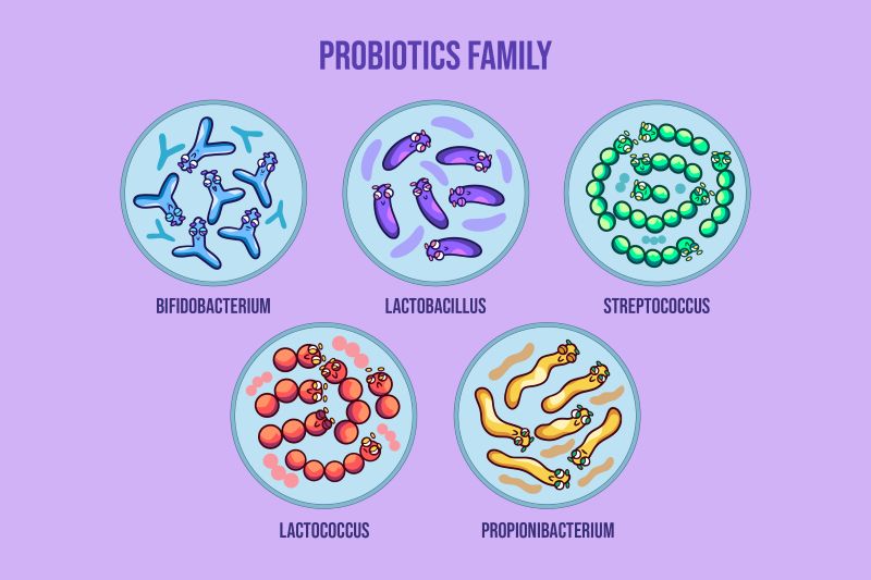 Men vi sinh BioAmicus Complete cung cấp nhiều chủng lợi khuẩn hỗ trợ hệ tiêu hóa