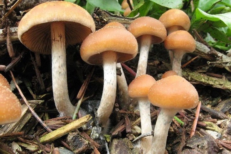 Nấm thức thần