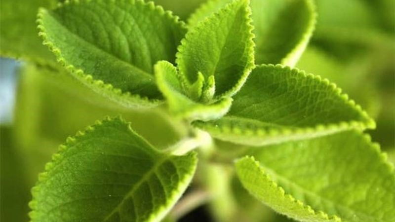 Dầu húng chanh được sản xuất từ quá trình chiết xuất dầu tự nhiên trong cây húng chanh