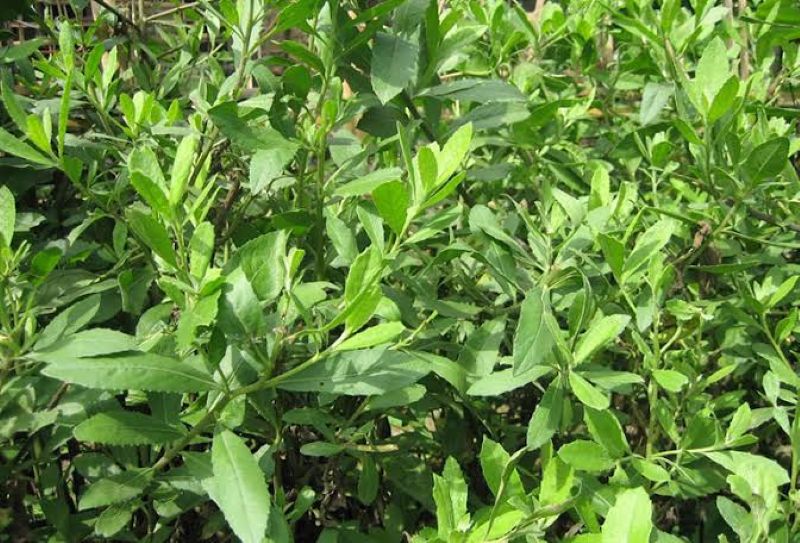 Cây từ bi hay còn được gọi là cây cúc tần