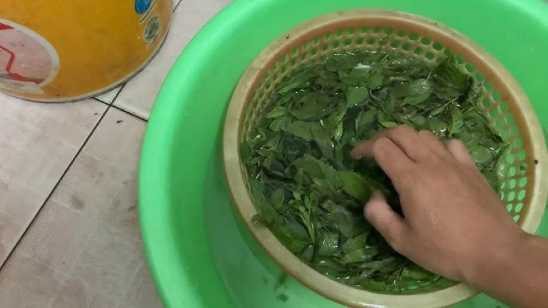 Rửa sạch lá từ bi ngâm với nước muối